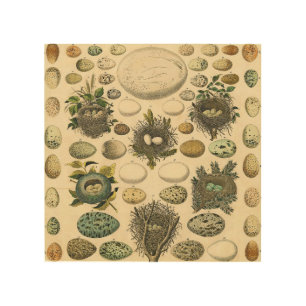 Vintage Bird Egg Nest Art Painting Eggs