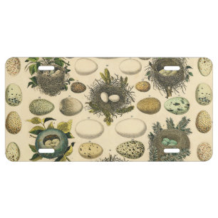 Vintage Bird Egg Nest Art Painting Eggs License Plate