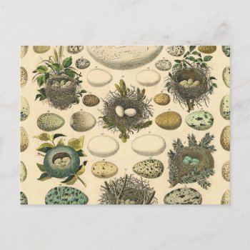 Vintage Bird Egg Nest Art Painting Eggs Postcard by antiqueart at Zazzle