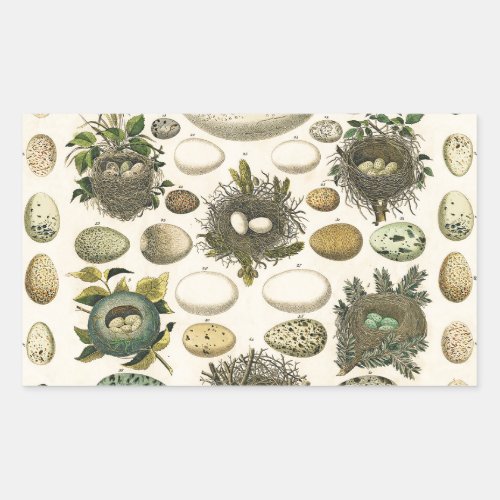 Vintage Bird Egg Nest Art Painting Eggs Rectangular Sticker