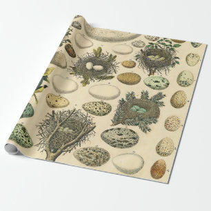 Vintage Bird Egg Nest Art Painting Eggs Wrapping Paper