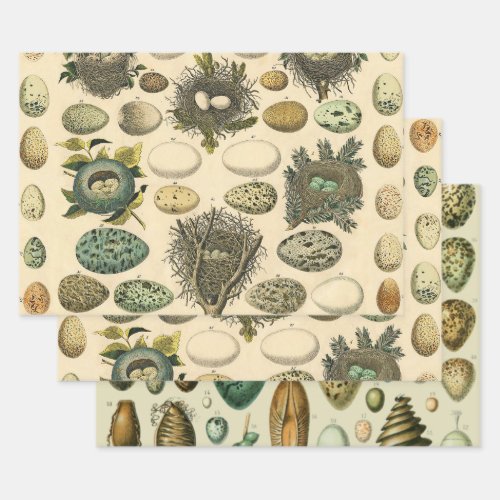 Vintage Bird Egg Nest Art Painting Eggs Wrapping Paper Sheets