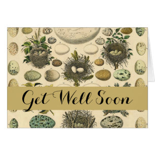 Vintage Bird Egg Nest Art Painting Natural History Cards