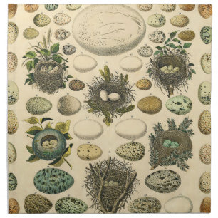 Vintage Bird Egg Nest Art Painting Natural History Cloth Napkin