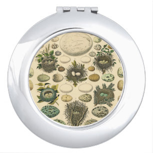 Vintage Bird Egg Nest Art Painting Natural History Compact Mirror
