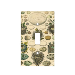 Vintage Bird Egg Nest Art Painting Natural History Light Switch Cover