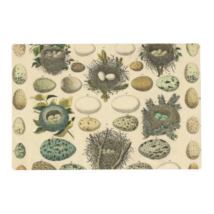 Vintage Bird Egg Nest Art Painting Natural History Placemat