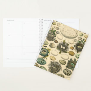 Vintage Bird Egg Nest Art Painting Natural History Planner