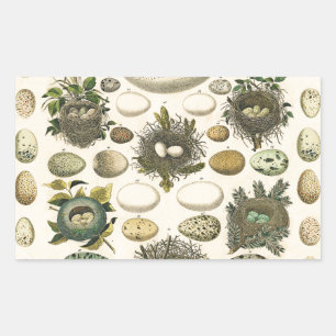 Vintage Bird Egg Nest Art Painting Natural History Rectangular Sticker