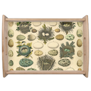 Vintage Bird Egg Nest Art Painting Natural History Serving Tray