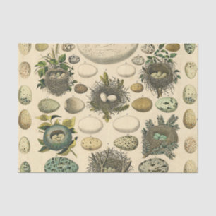 Vintage Bird Egg Nest Art Painting Natural History Tissue Paper