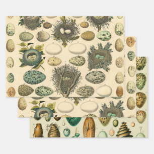 Vintage Bird Egg Nest Art Painting Natural History Wrapping Paper Sheets