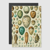 Vintage Bird Eggs French Fish Egg Art (Front/Back)