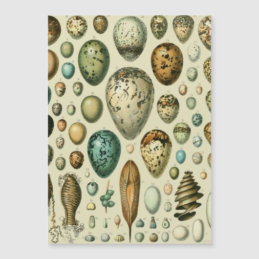 Vintage Bird Eggs French Fish Egg Art (Front)