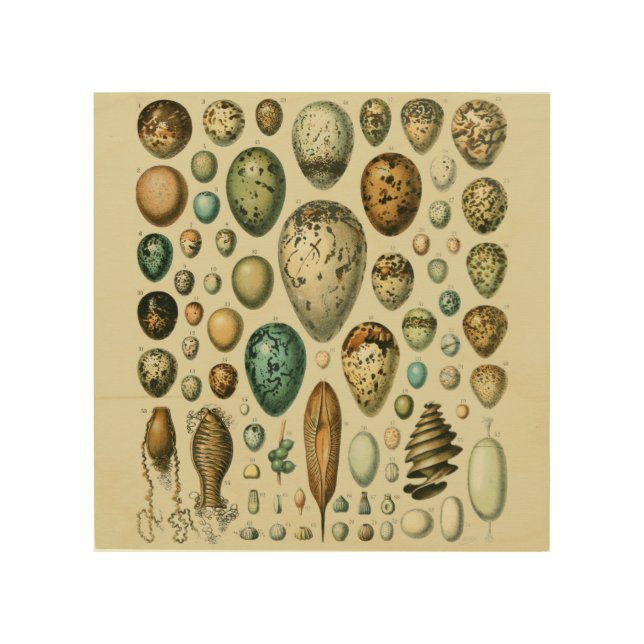 Vintage Bird Eggs French Fish Egg Art (Front)