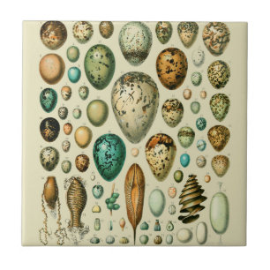 Vintage Bird Eggs French Fish Egg Art Ceramic Tile