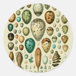 Vintage Bird Eggs French Fish Egg Art Classic Round Sticker