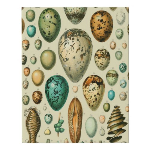 Vintage Bird Eggs French Fish Egg Art Faux Canvas Print