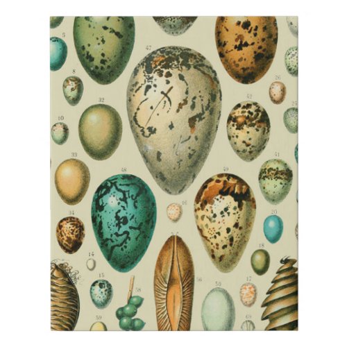 Vintage Bird Eggs French Fish Egg Art Faux Canvas Print