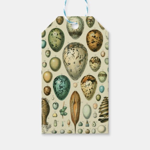 Vintage Bird Eggs French Fish Egg Art Gift Tags