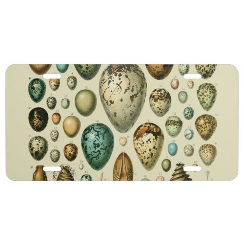 Vintage Bird Eggs French Fish Egg Art License Plate