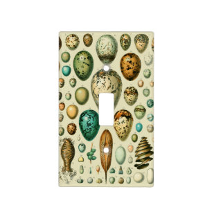 Vintage Bird Eggs French Fish Egg Art Light Switch Cover
