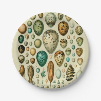 Vintage Bird Eggs French Fish Egg Art Paper Plates by antiqueart at Zazzle