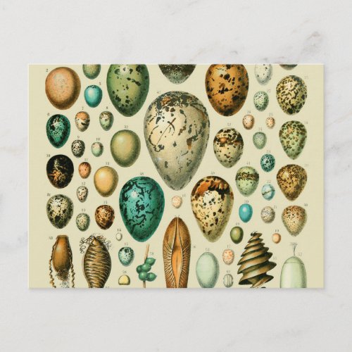 Vintage Bird Eggs French Fish Egg Art Postcard