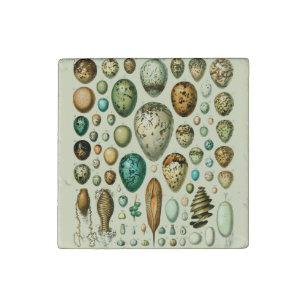 Vintage Bird Eggs French Fish Egg Art Stone Magnet