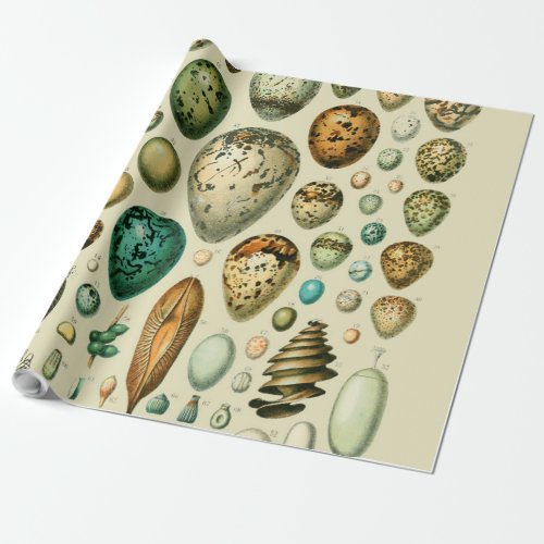 Vintage Bird Eggs French Fish Egg Art Wrapping Paper