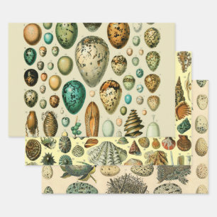 Vintage Bird Eggs French Fish Egg Art Wrapping Paper Sheets
