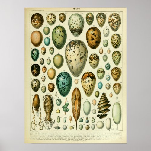 Vintage Bird Eggs Illustration Poster