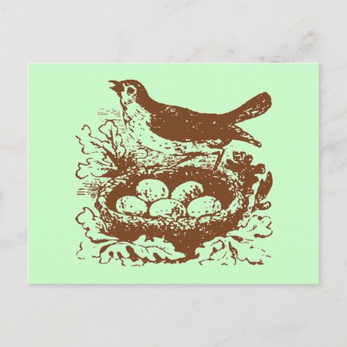 Vintage Bird Eggs  Nest Postcard