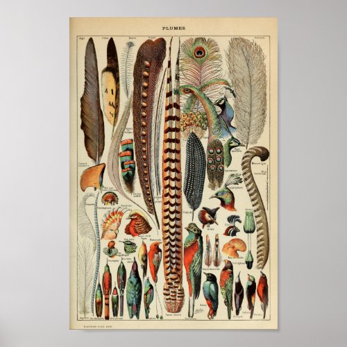 Vintage Bird Feather Illustration Poster