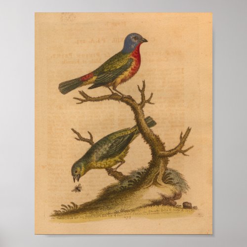 Vintage Bird Green Red Print