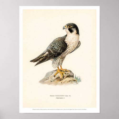 Vintage Bird Illustration_ Peregrine Falcon Poster