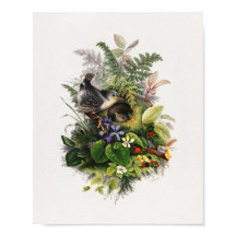 Vintage bird illustration