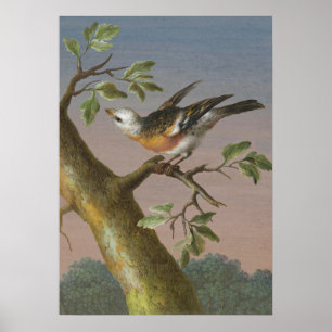 Vintage Bird Illustration Poster