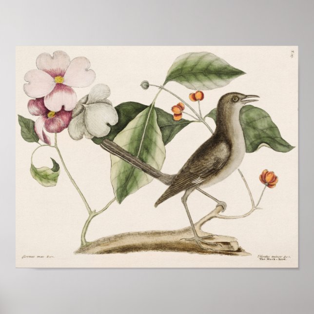 Vintage Bird Illustration Poster (Front)