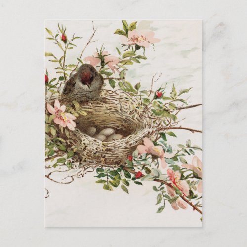 Vintage Bird in Nest Animal Print Postcard