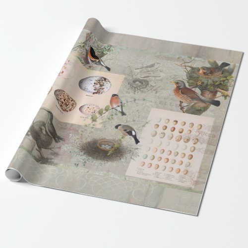 Vintage Bird Nest Script Ephemera Eggs Decoupage Wrapping Paper