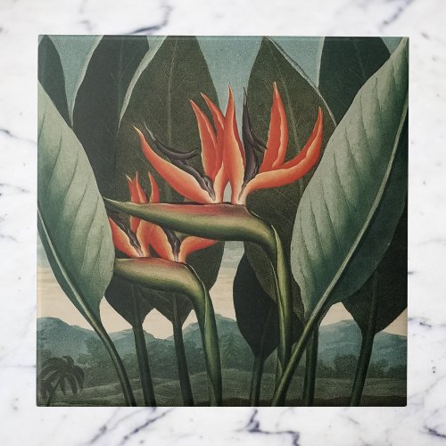 Vintage Bird of Paradise Botanical Temple of Flora Ceramic Tile