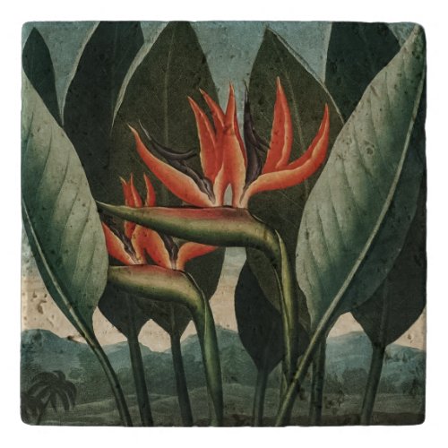 Vintage Bird of Paradise Botanical Temple of Flora Trivet