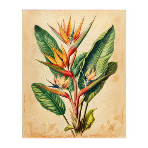 Vintage Bird of Paradise Illustration Acrylic Print