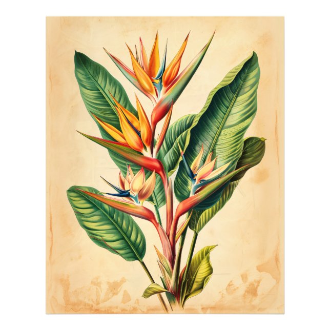 Vintage Bird of Paradise Illustration Photo Print (Front)