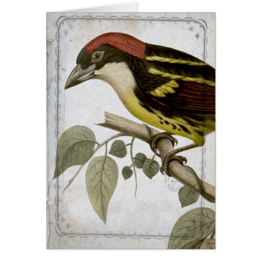 Vintage Bird on a Branch Cards (Front)