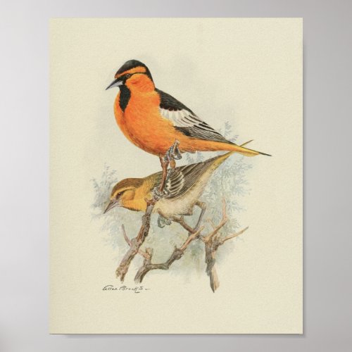 Vintage Bird Orange Brown Black Print