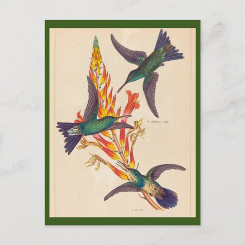 Vintage Bird Post Card
