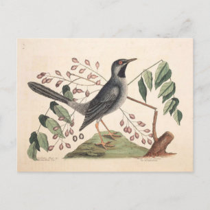 Vintage bird Postcard