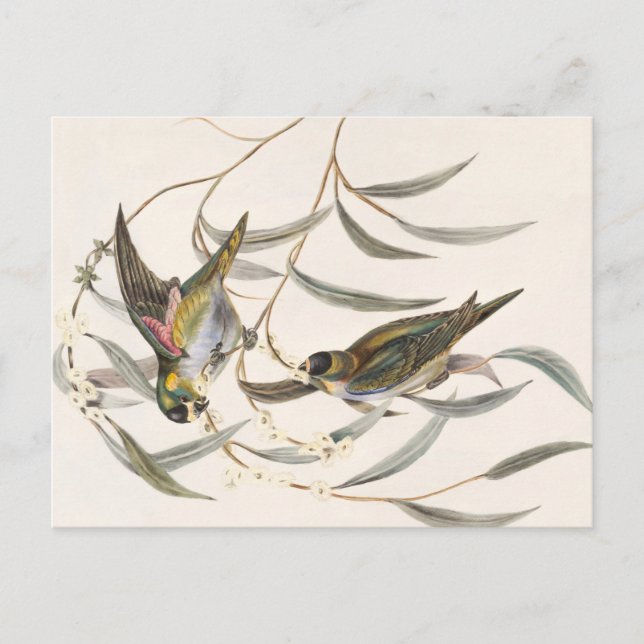 Vintage Bird Postcard (Front)